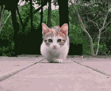 dafabet asia net game microgaming terbaik Anmika gaya telinga kucing dibanjiri suara yang mengatakan 